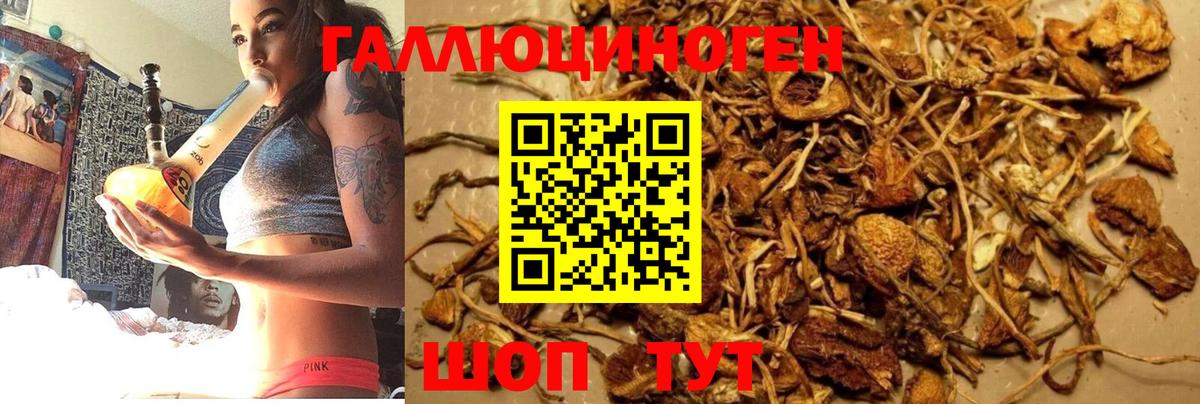 Псилоцибиновые грибы Psilocybine cubensis  Вход с VPN  Каменск-Уральский 